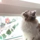미요