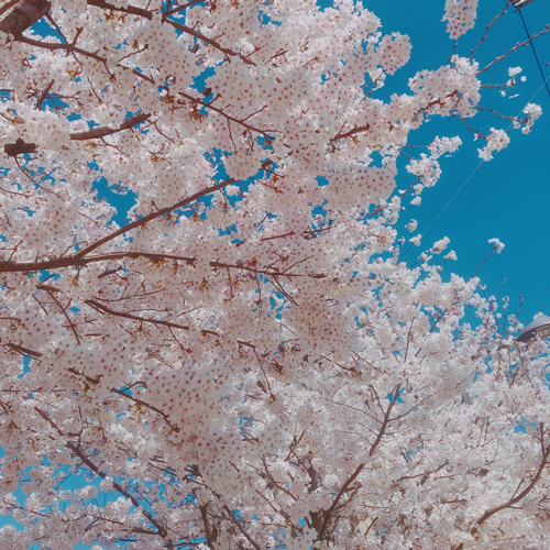 리미콩