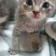 효뎅