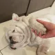 아나바다