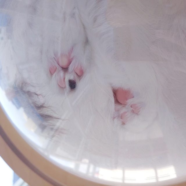 뉸뉴냔냐