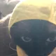 벌꿀