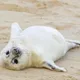 물개