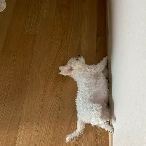 파푸리카