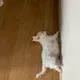 파푸리카