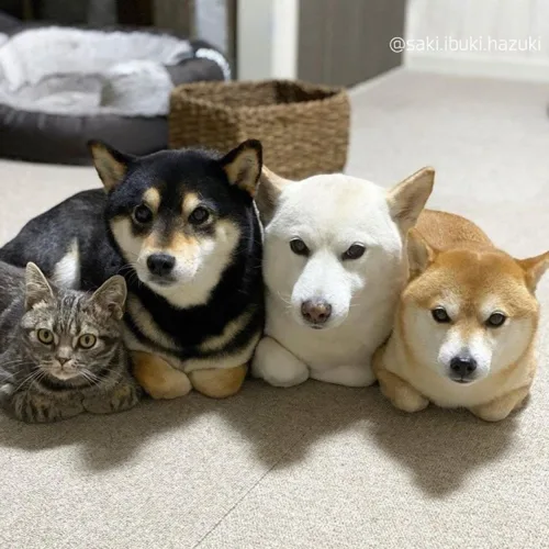 달리