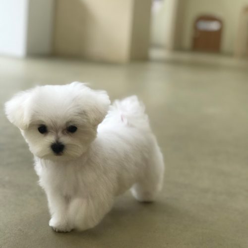 허니푸우