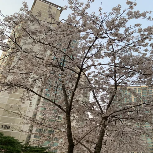 당근당근