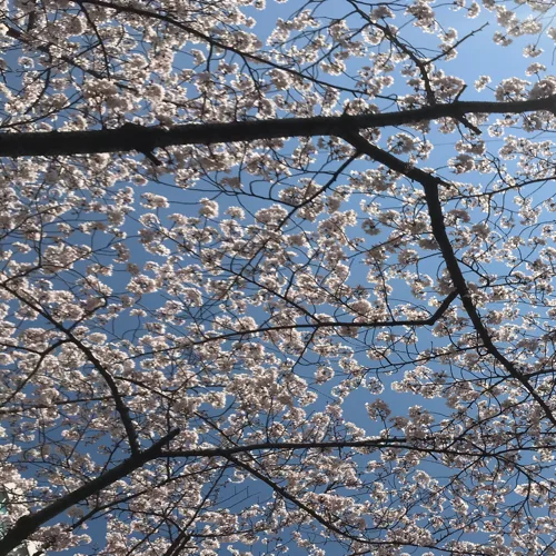 솜이네