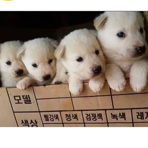 수리수링