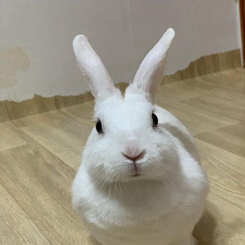 흰떡