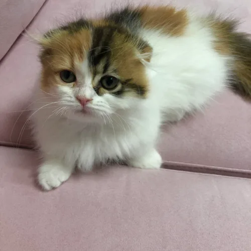 쪼쪼