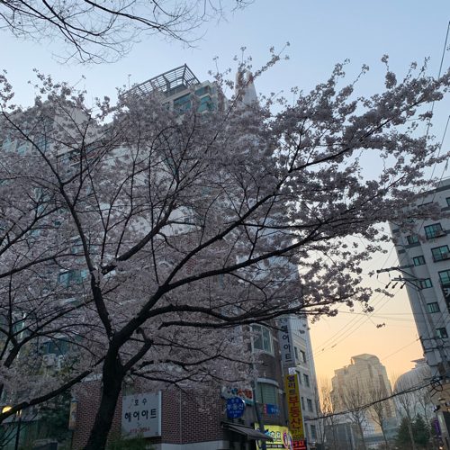 심술이