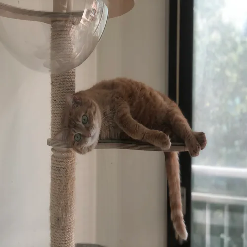 쭈세채
