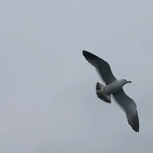 멜로디