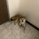 강아지