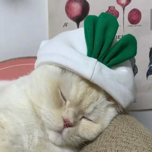 아이스크림