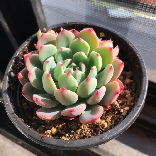 푸른잎
