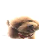 쪼꼬미