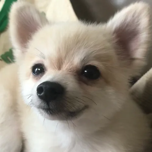 이힣