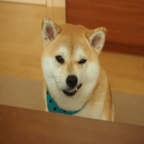 위즐