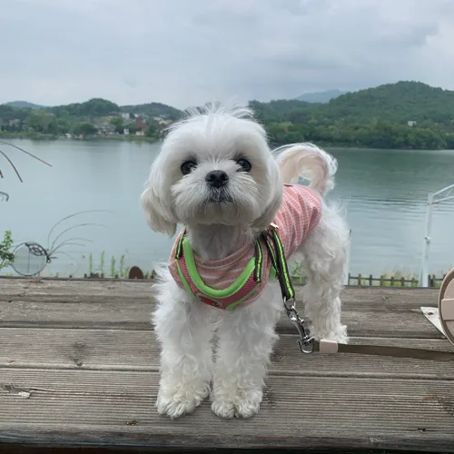 제니제니