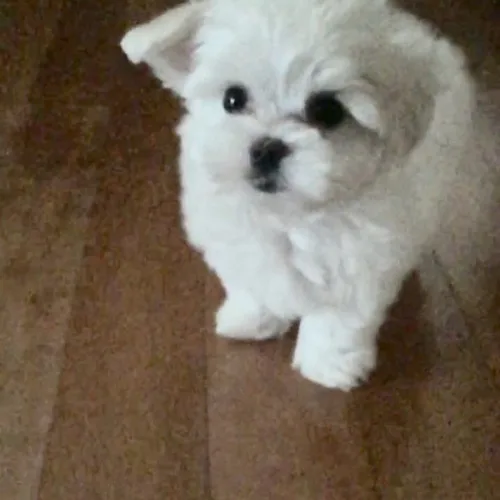졔졔