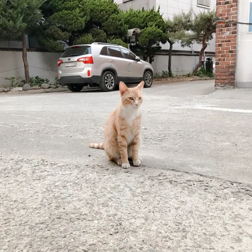 고양이
