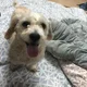 은비