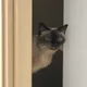 마리오
