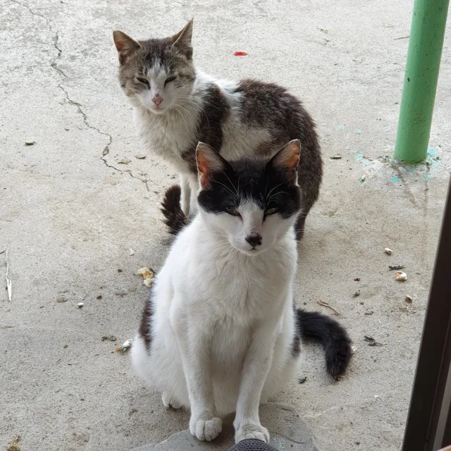 파가노