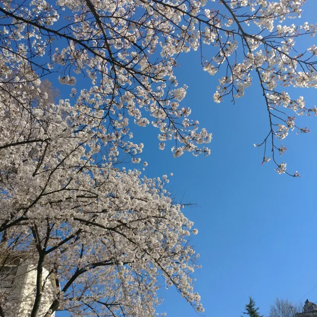 밈밈