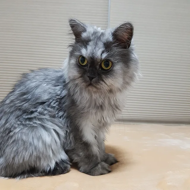 매생이