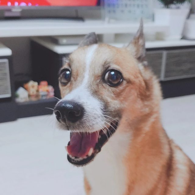 몽당연필
