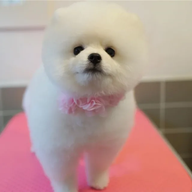 토리