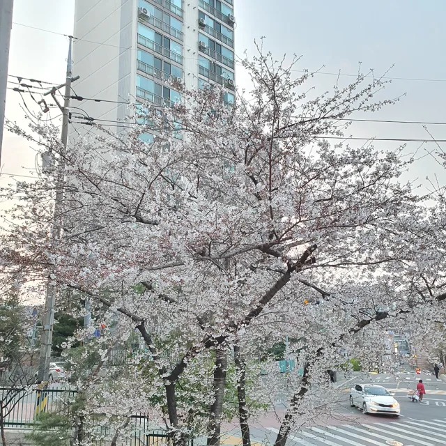 랑이
