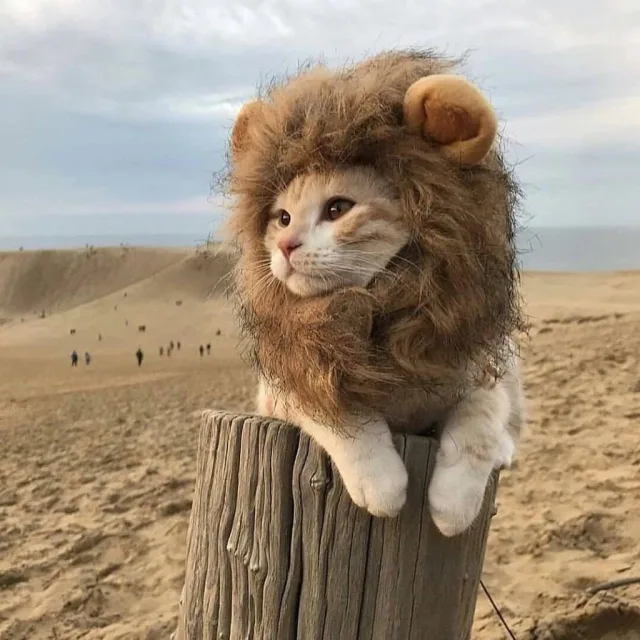 아몬드초코쿠키