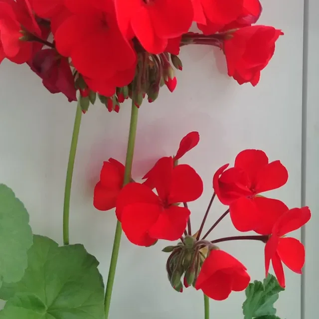쪼로롱