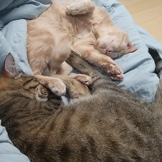 바캉