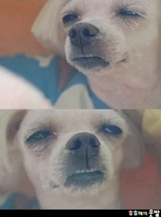 노맛당근