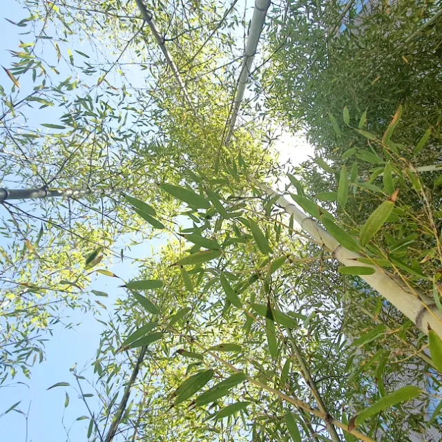 삼지아빠