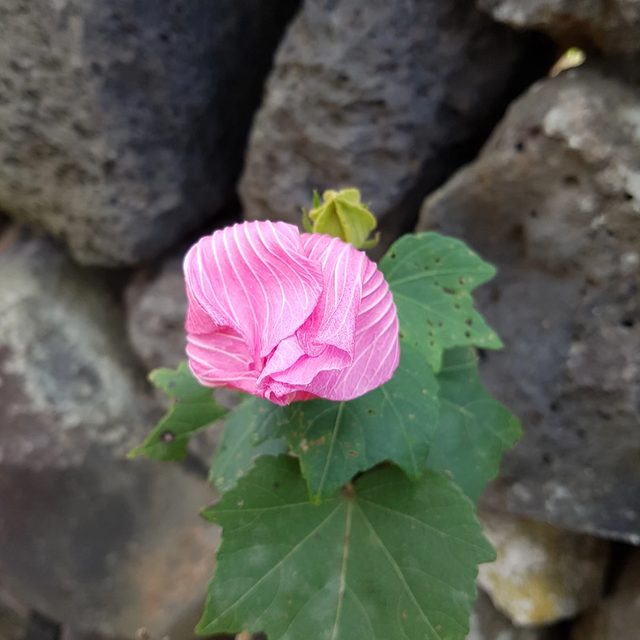 복댕이