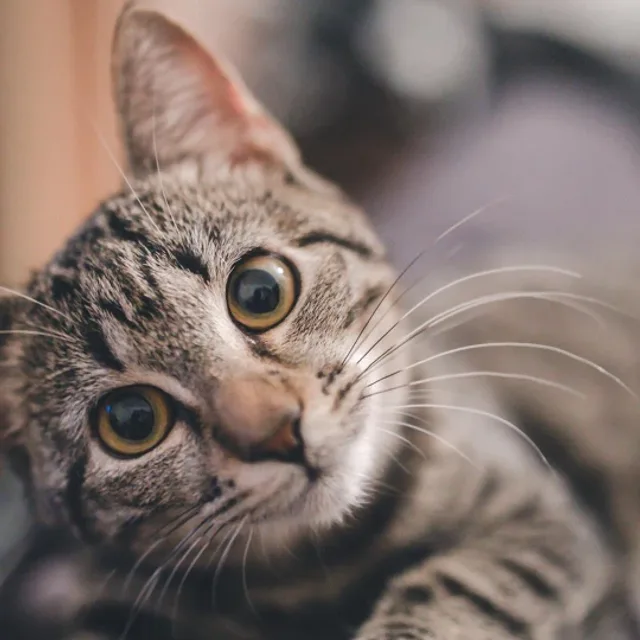 고양이