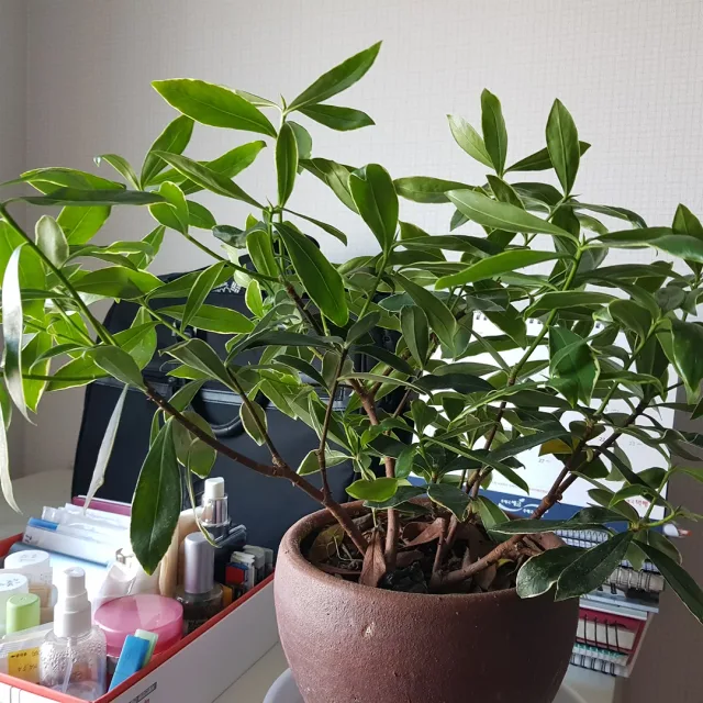 사라이89
