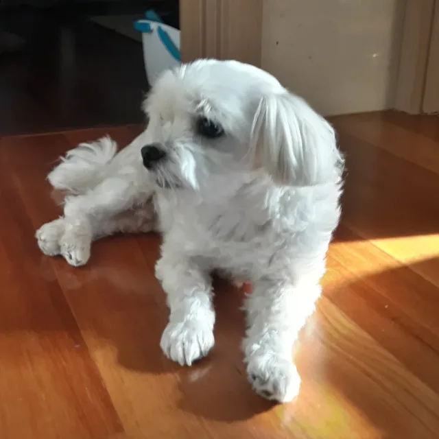 아이디코
