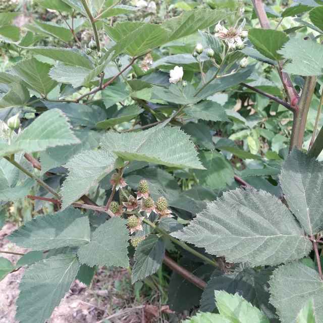 김해용팔이