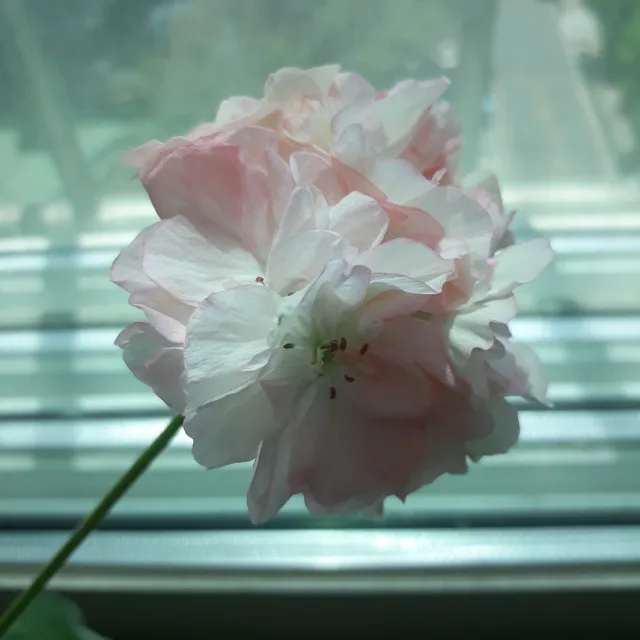 제라