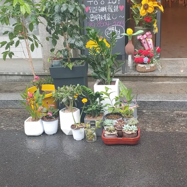실짱마님