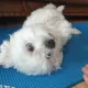 짱복이