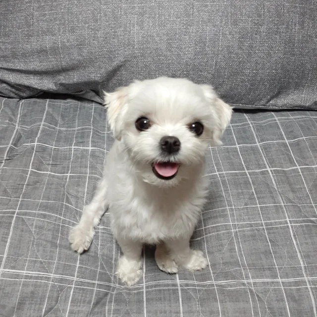 흰둥